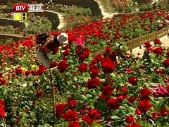 玫瑰ti ti an-密云玫瑰情园