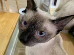 -李小姐の猫咖啡馆(五角场店)