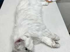 -瑞派天使宠物医院·神经外科·骨科·核磁(洛川中路店)