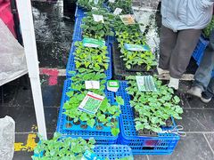-桂林市花鸟市场