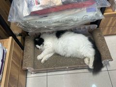 -BABIT巴比特宠物(MOMOPARK店)