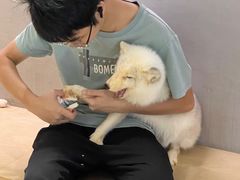 -more than meow吴止猫主题餐厅(承德 中船汇店)