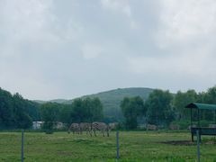 -哈尔滨北方森林动物园