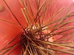 -马路边边串串香(双井直营店)