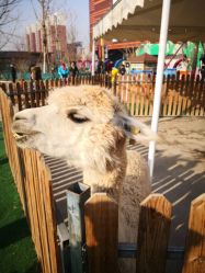 -萌宠亲子动物乐园(槐房万达店)