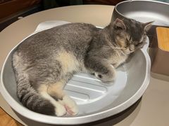 -MOCHA明星猫咖(田子坊店)
