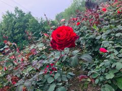 -桤木河湿地公园