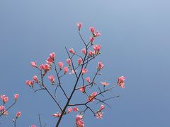 -江味龙虾馆·裸蓝龙虾(南山店)