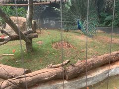 -海南热带野生动植物园