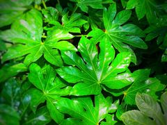 -恋羊时代黑山羊火锅(滨海大道店)