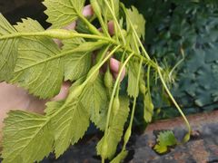 -西湖船菜(湖滨·碧水山庄店)