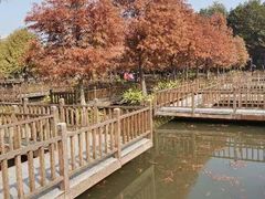 -五缘湾湿地公园