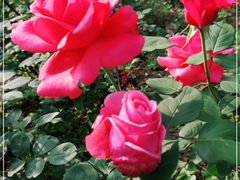 -花溪公园