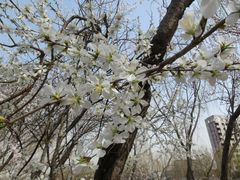 -桃花堤公园