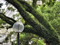 -香港大学