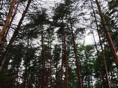 -美人松苑