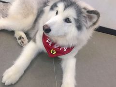 -Husky Go! 哈士奇体验馆·宠物咖啡厅狗咖