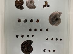 -青岛贝壳博物馆