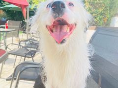 -汪说喵讲宠物乐园宠物酒店(红星美凯龙店)