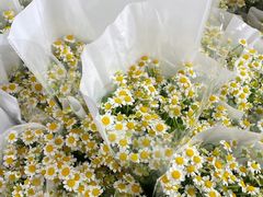 -三圣花乡旅游区