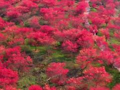 -少华山国家森林公园