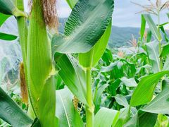 -铁山坪森林公园