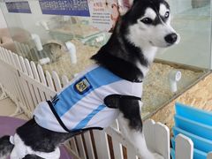 -怪兽屋·羊驼·猫咖·狗咖(俊华广场店)