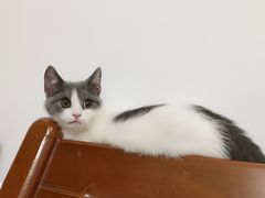 -喵zoo家庭繁育猫舍(尖东智能花园店)