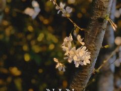 -顾村公园