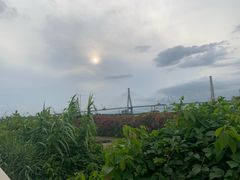 -芒洲湿地公园