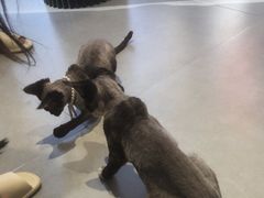 -琪喵猫屋·撸猫猫咖·猫舍