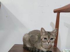 -楼上猫咖(罗湖店)