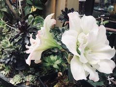 -冷峰马家鸡蛋牛奶醪糟(八朗学五巷店)