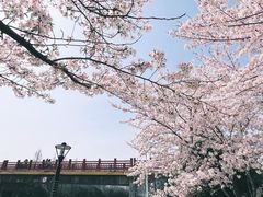 -高东镇樱花园