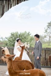 -保定金沙芝柏婚礼策划