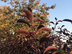 -永定河休闲森林公园