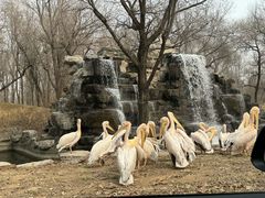 -北京野生动物园