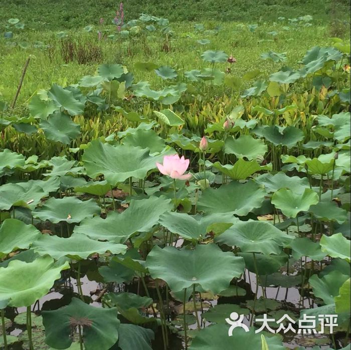 荷塘月色风景区荷塘月色2图片 第244张