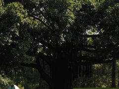 -东莞植物园