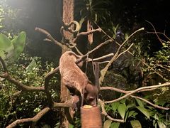 -夜间野生动物园