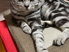 -纳吉亚猫专科动物医院·北北分院