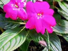 -北京植物园-展览温室