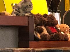 -咖法森林·咖啡  酒吧(天河店)