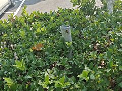 -合肥滨湖国家森林公园