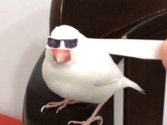 -古乐牛香·鲜牛肉牛杂火锅(新区店)