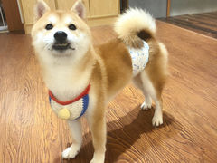 -豆柴町-柴犬主题狗咖(红鼎国际C座店)