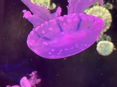 -欢乐海岸海洋奇梦馆