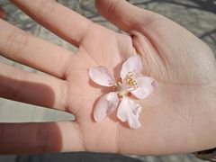 -桃花堤公园