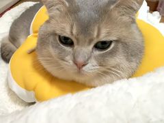 -纳吉亚猫专科动物诊疗中心(蒋宅口分院)