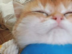 -青奢宠物·青奢猫舍